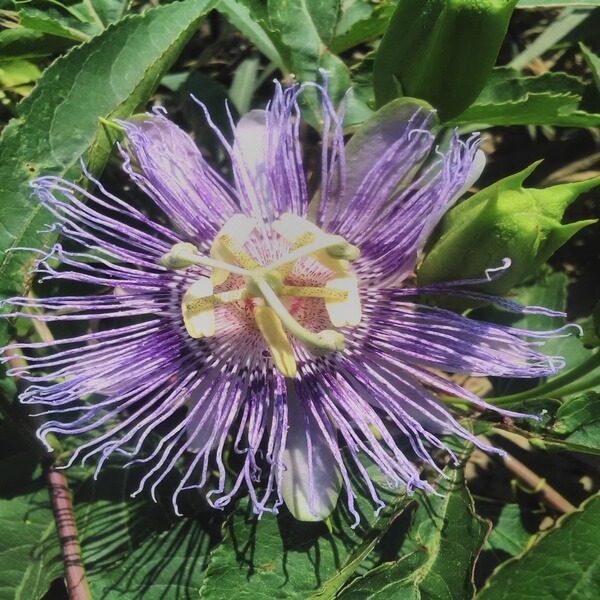 Le Piante Officinali